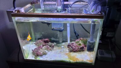 魚の飼育